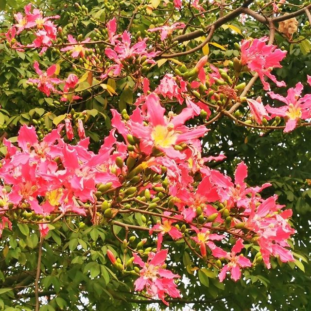 觀瀾河濕地公園