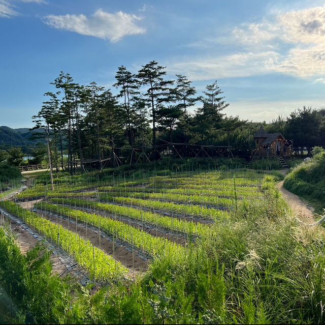 [춘천 여행] 감자빵이 맛있는 '감자밭' 카페