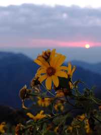 ดอกบัวตองนั้นบานอยู่บนยอดดอย 🌼
