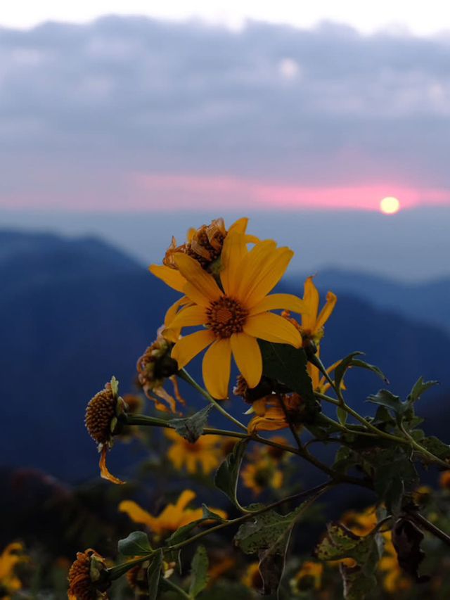 ดอกบัวตองนั้นบานอยู่บนยอดดอย 🌼