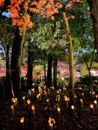 【東京の紅葉スポット🍁】池の水面に映り込む逆さ紅葉の絶景