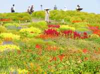【茨城県】色とりどりの花の競演！国営ひたち海浜公園