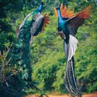 BEAUTIFUL YALA  NATIONAL PARK.
