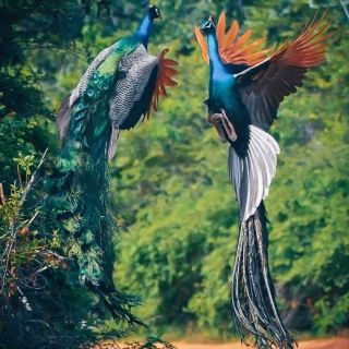 BEAUTIFUL YALA  NATIONAL PARK.
