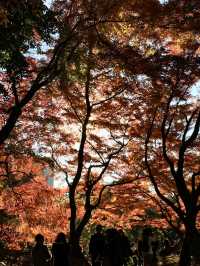 สวยมากกก!! สวนโคอิชิคาวะ ใบไม้เปลี่ยนสี 