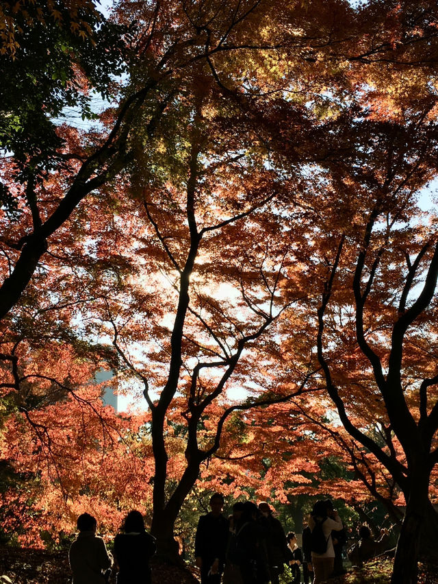 สวยมากกก!! สวนโคอิชิคาวะ ใบไม้เปลี่ยนสี 
