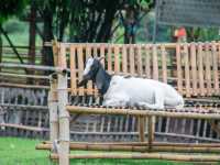 ฟาร์มแกะทหารช่าง 🐑 