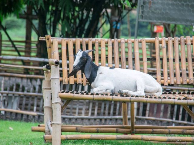 ฟาร์มแกะทหารช่าง 🐑 