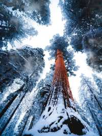 A Snowy Day in Sequoia National Park