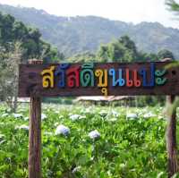 ทุ่งไฮเดรนเยีย โครงการหลวงขุนแปะ