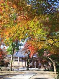 📍 【栃木 】天翁院 の美しい紅葉🍁