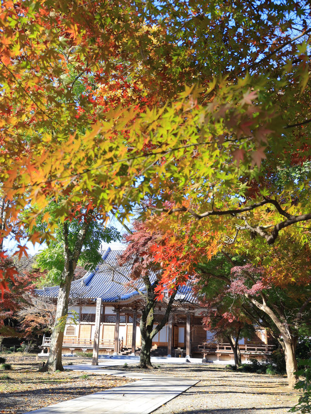 📍 【栃木 】天翁院 の美しい紅葉🍁