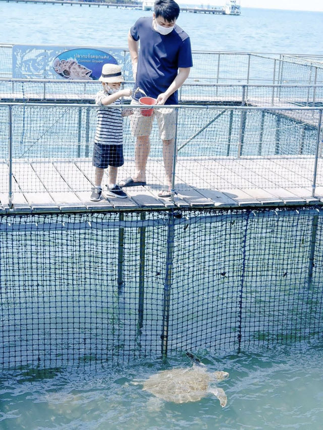 ให้อาหารฉลาม หน่วยสาธิตฯคุ้งกระเบน 🦈🦈