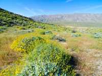 Blooming Beauty: Spring Adventure in Anza-Borrego Desert 