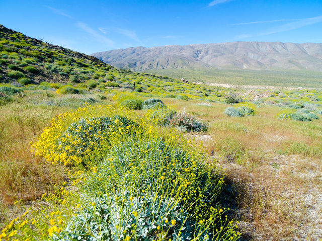 Blooming Beauty: Spring Adventure in Anza-Borrego Desert 