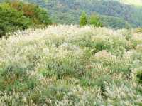 【兵庫県】兵庫の山奥にまさかの秘境滝！「シワガラの滝」