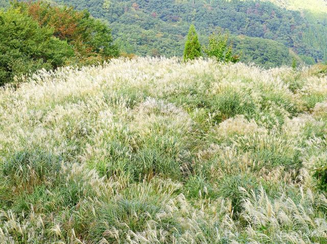 【兵庫県】兵庫の山奥にまさかの秘境滝！「シワガラの滝」