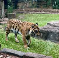 畢爾瓦必去景點|澳大利亞動物園
