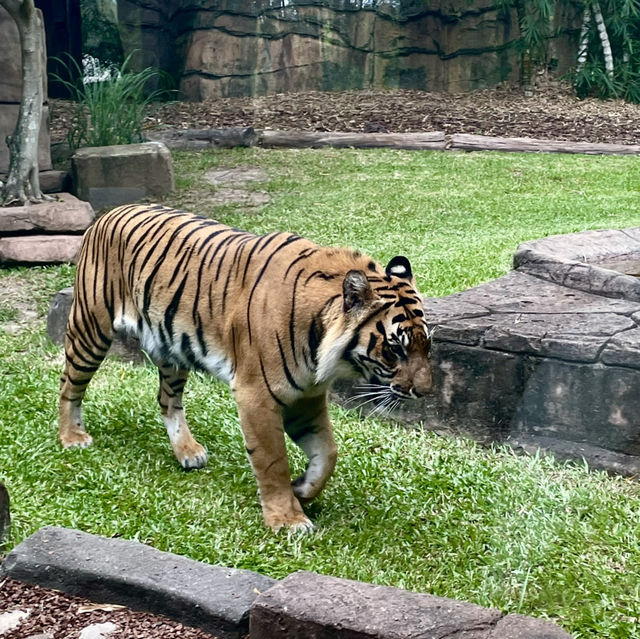 畢爾瓦必去景點|澳大利亞動物園