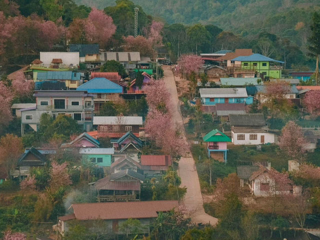 บ้านร่องกล้า…หมู่บ้านสีชมพูท่ามกลางม่านหมอก