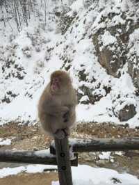 A Magical Encounter at Snow Monkey Park, Japan