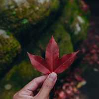 ฤดูกาลเมเปิ้ลแดง 1 ปีมี 1 ครั้ง 🍁