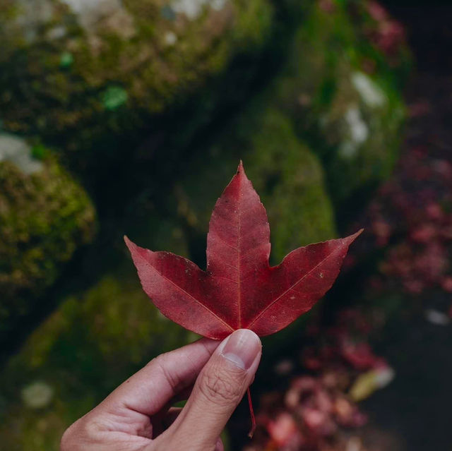 ฤดูกาลเมเปิ้ลแดง 1 ปีมี 1 ครั้ง 🍁