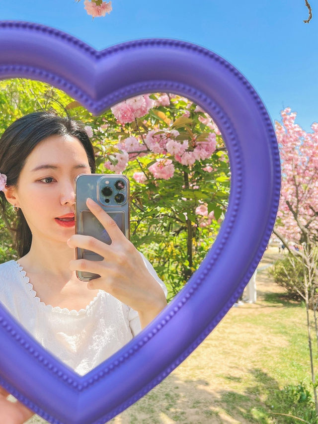 서울 벚꽃명소 🌸 보라매공원 겹벚꽃 보기