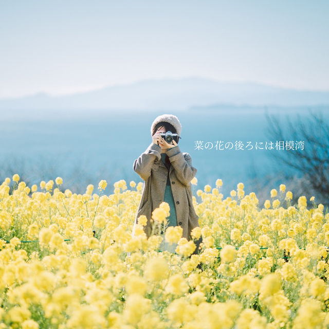 【神奈川】1月に見頃を迎える菜の花畑💛「二宮 吾妻山公園」