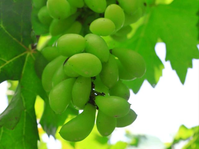 ไร่องุ่นมีสุข ที่เที่ยวสวนผึ้ง