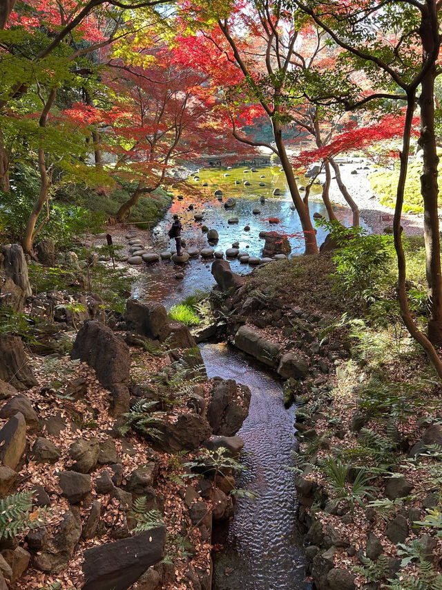 飯田橋「小石川後樂園」賞楓