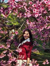 ชมดอกซากุระบาน 🌸 รับวาเลนไทน์กัน
