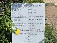 “สวนส้มจินจู”สวนส้มน่ารักสไตล์เกาหลี