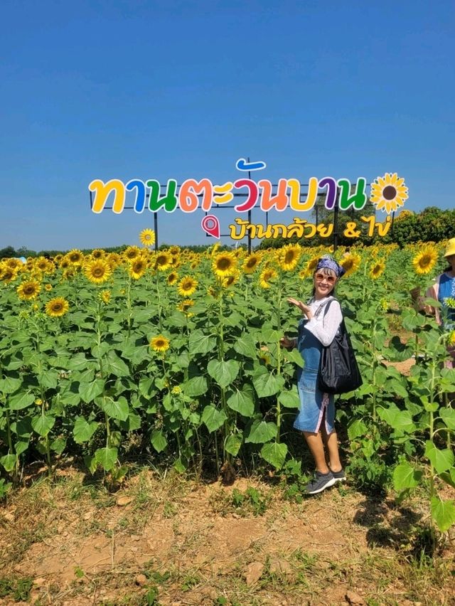 บ้านกล้วย & ไข่ Cafe