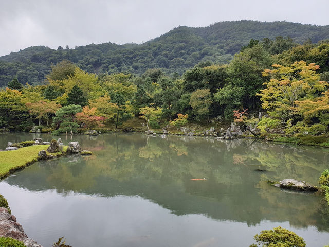 京都天龍寺參訪體驗：嵐山秋日禪境，夢幻曹源池庭園
