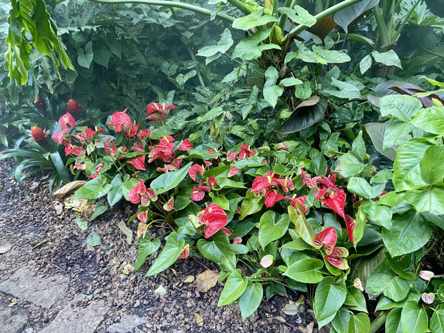 情人節好去處💕廈門園林植物園🌹🌵