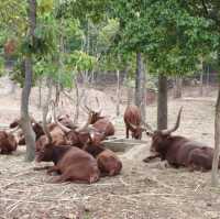 Night Safari แบบเที่ยวกลางวัน 