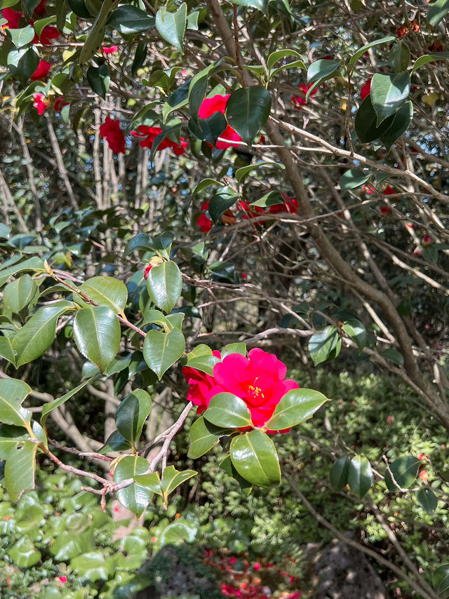 濟州景點🌺山茶花之丘