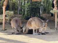 悉尼令人雀躍的野生動物園Wild Life Sydney Zoo