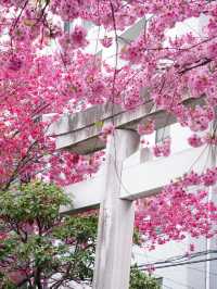 【東京×浅草】 ミモザと河津桜の大人気映えスポット！！
