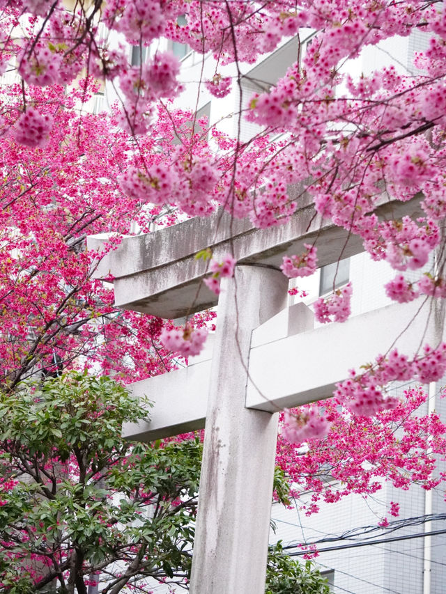 【東京×浅草】 ミモザと河津桜の大人気映えスポット！！