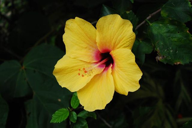Bouquets of Delight — Spring Bloom in Hong Kong Park