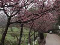 Doi Ang Khang, Chiang Mai — When Cherry Blossoms Bloom🌸