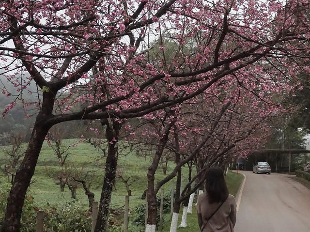Doi Ang Khang, Chiang Mai — When Cherry Blossoms Bloom🌸