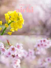 【愛知×吉良】「家康公鎧掛けの松」が伝わる寺院 春はお花がいっぱい！