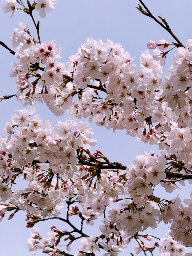 大阪造幣局櫻花步道：春天的浪漫絕景 🌸✨
