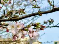 東京目黑川櫻花遊記：細膩動人的春日夢