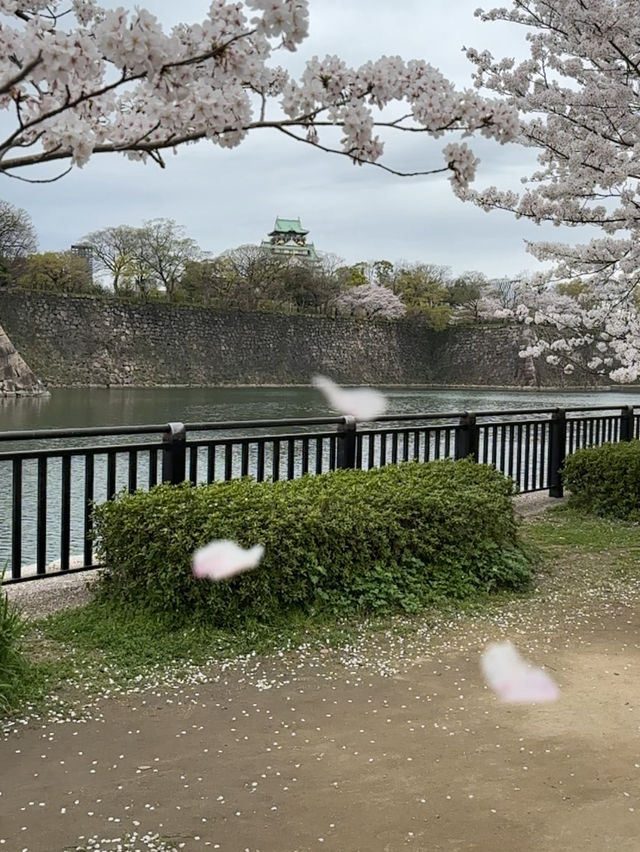 櫻花與生命的哲思 大阪城公園
