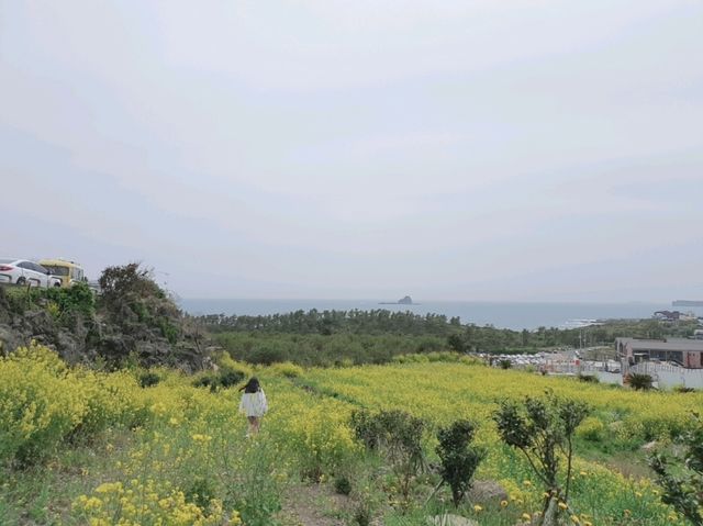 🌼 제주에서 가장 아름다운 산방산 유채꽃 명소 🌿🌸