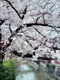 京都四條大橋下的櫻花夢 🌸✨